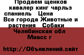 Продаем щенков кавалер кинг чарльз спаниель › Цена ­ 60 000 - Все города Животные и растения » Собаки   . Челябинская обл.,Миасс г.